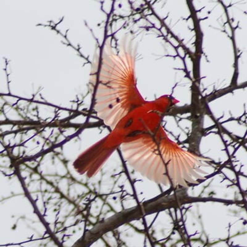 Alpenwolken - Kolibri-Gedächtnis-Halskette