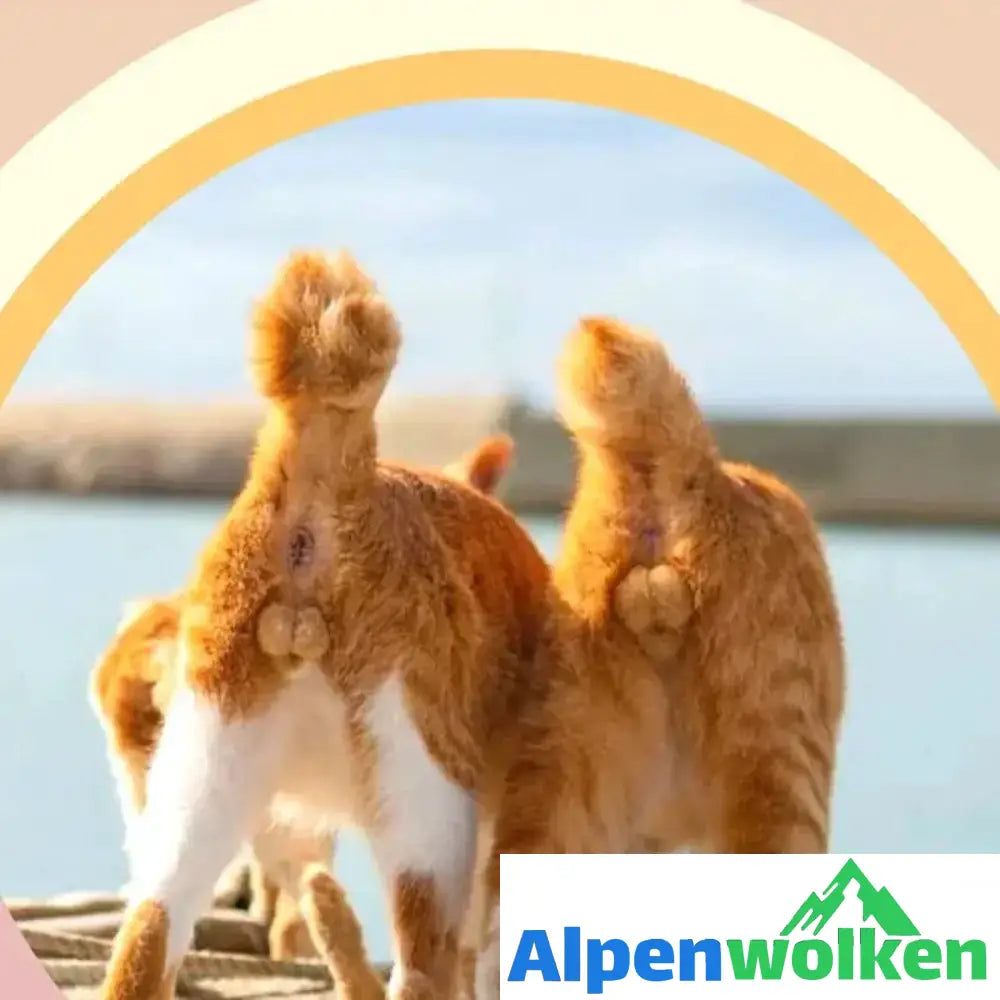 Alpenwolken - 2023 Katzen Arschlöcher Kalender