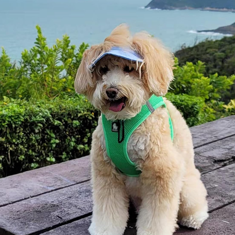 Alpenwolken - Outdoor-Sonnenschutzhaube für Hunde