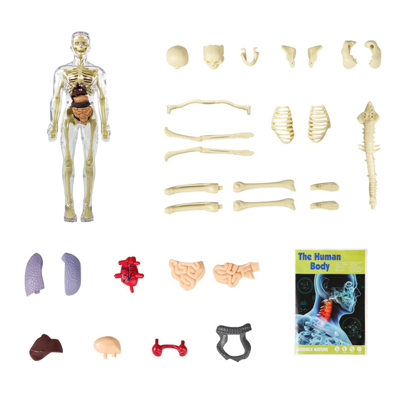 Alpenwolken - 3D-Anatomie-Menschenmodell für Kinder