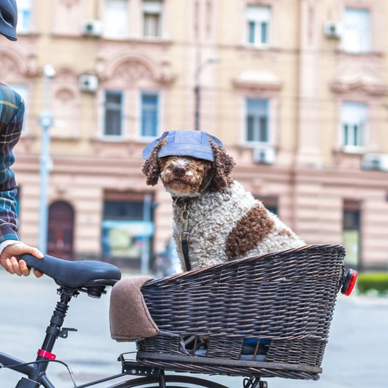 Alpenwolken - Outdoor-Sonnenschutzhaube für Hunde