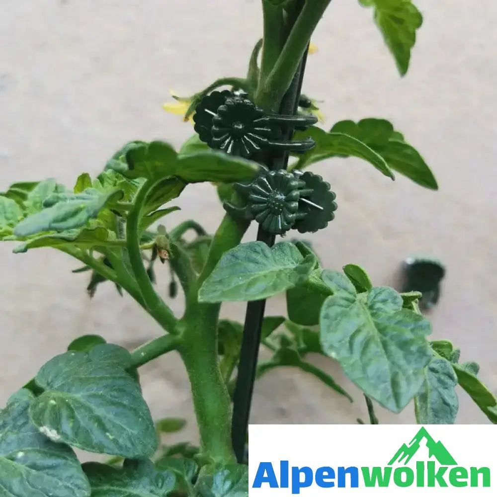 Alpenwolken - Befestigungsclip für Pflanzenblumen an Stützstangen