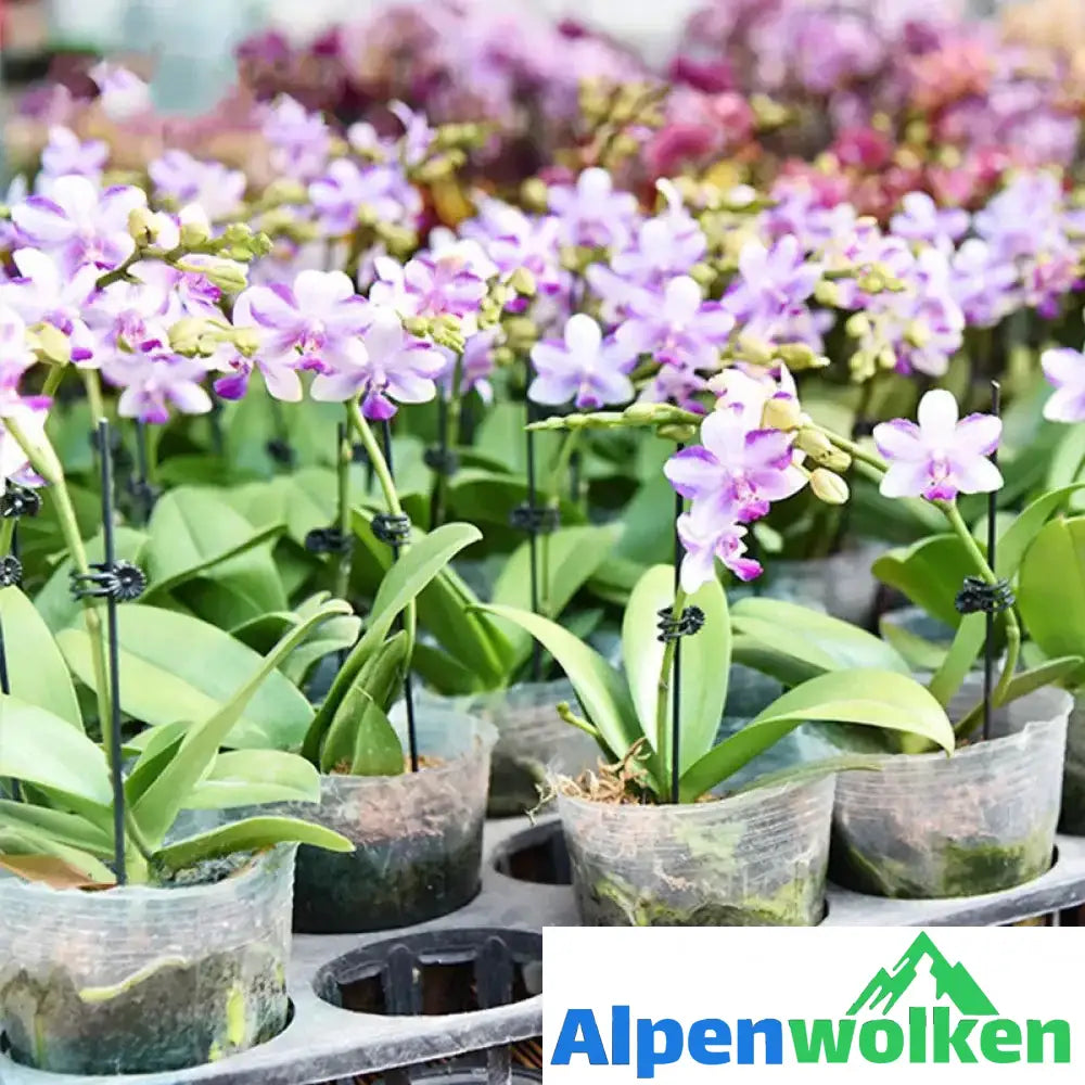 Alpenwolken - Befestigungsclip für Pflanzenblumen an Stützstangen