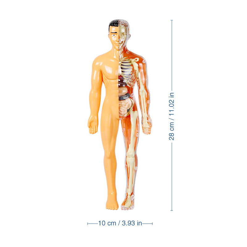 Alpenwolken - 3D-Anatomie-Menschenmodell für Kinder