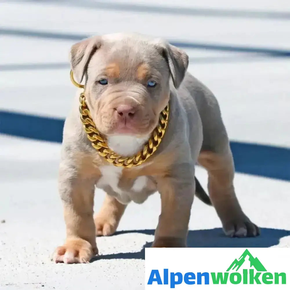 Alpenwolken - Haustier Schmuck Dicke Goldkette Halsband