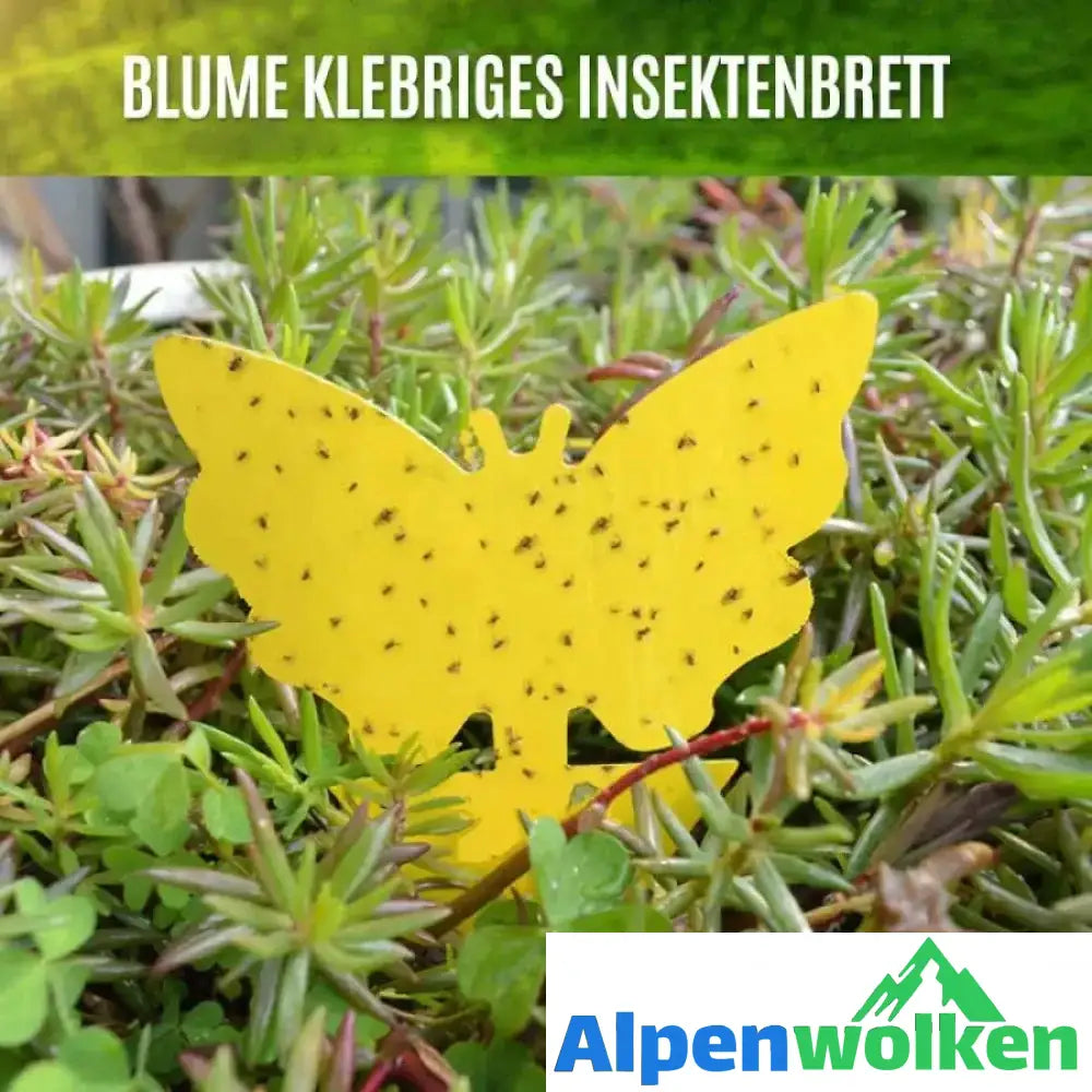 Alpenwolken - Klebrige Falle, Fruchtfliegenpilzmücke