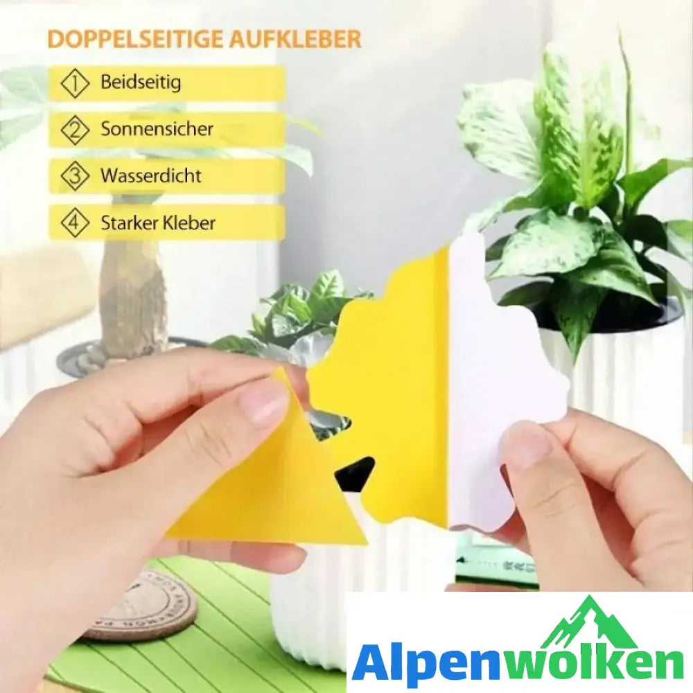 Alpenwolken - Klebrige Falle, Fruchtfliegenpilzmücke