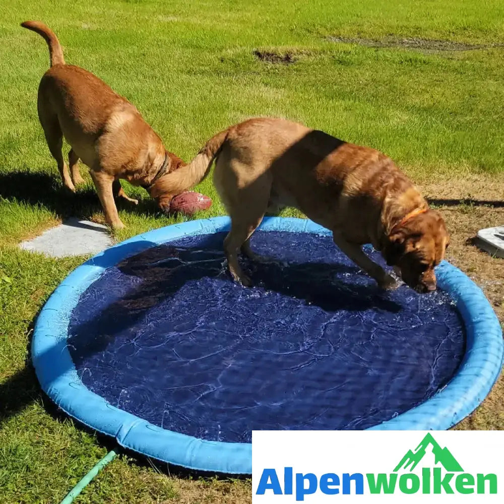 Alpenwolken - 🐶Tanzschwimmbad für Hunde & Familie🐱