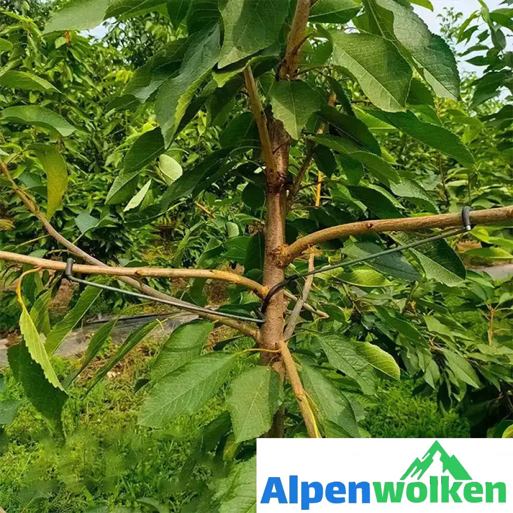 Alpenwolken - 🍒Werkzeug zum Formen von Obstbäumen（40 Stück）